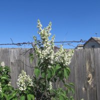 Немного про апрель :: Елена Шаламова