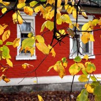 ... :: Лариса Корж