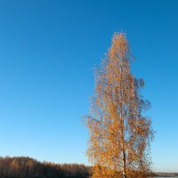 Золотая осень :: Oleg S