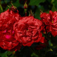 *** :: Александр 