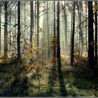 Осенний лес... :: Aleksandr Gal