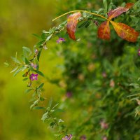 Осенние краски Севастополя :: Светлана Тихонина