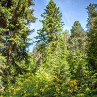 Рододендроны в горах. (по дороге к леднику Чалаади. Грузия) :: Дина Евсеева