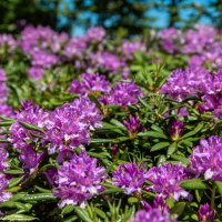 Рододендроны в горах. :: Дина Евсеева