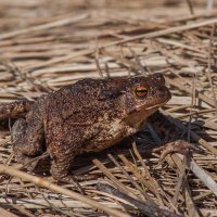 Серая жаба. :: Nik Lovec