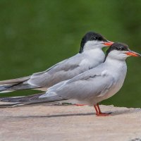 Крачки. :: Nik Lovec