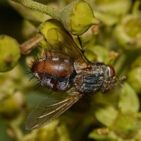 Ежемуха... :: Александр Посошенко