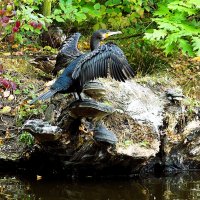 Из жизни птиц(серия) :: Владимир Манкер