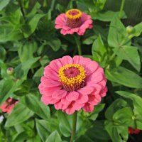 Циннии :: Ната57 Наталья Мамедова Циннии :: Ната57 Наталья Мамедова