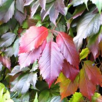 Девичий виноград :: Лариса С.