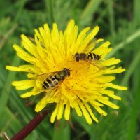 Журчалки :: Лариса С.