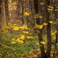 Октябрь в лесу :: София 