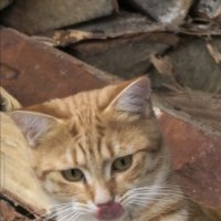 Не ешь меня, Вася, я тебе еще пригожусь! :: Наталия 