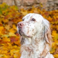 Портрет :: Анатолий Шумилин Портрет :: Анатолий Шумилин