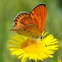 Червонец Терзамон :: Константин Штарк