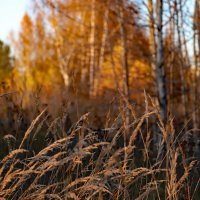 Октябрь :: краснов юрий 