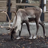 Олень :: <<< Наташа >>>