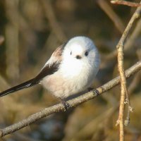 ополовник :: gawrilа - dan