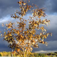Осень, дерево "из фольги" :: VL 