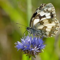 опять бабочки 26 :: Александр Прокудин