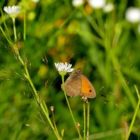 опять бабочки 28 :: Александр Прокудин