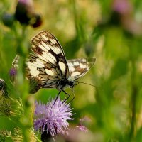 опять бабочки 30 :: Александр Прокудин