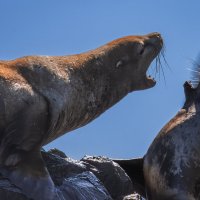 ... :: Жора Житников