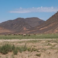 стадо верблюдов в пустыне Гоби :: Galina 