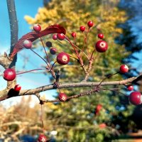 Декоративные яблочки :: Veera V