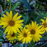 Осенние :: Анатолий Чикчирный