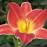 Цветок. :: сергей ермошкин Цветок. :: сергей ермошкин