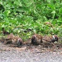 Так хочется есть :: Людмила Смородинская
