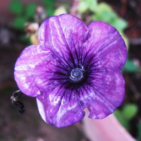 Интересная петуния :: Людмила Смородинская