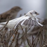 з жизни воробьев.белый воробей. :: юрий макаров