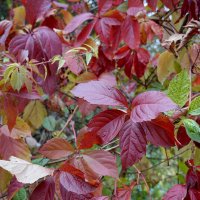 Цвета бордо :: Лариса Корж Цвета бордо :: Лариса Корж