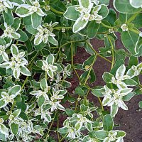 Цветы. :: Владимир Драгунский