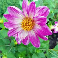 Цветы. :: Владимир Драгунский Цветы. :: Владимир Драгунский