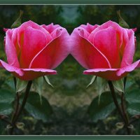 Розы :: Владимир Кроливец Розы :: Владимир Кроливец