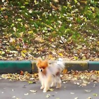 Встреча у подъезда :: Ольга Довженко