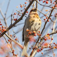 Щур :: Виктор Иванович Чернюк