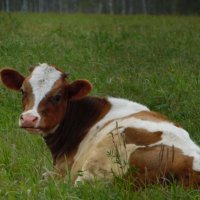 Бычок. :: nadyasilyuk Вознюк