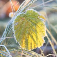 *** :: Елена Kазак (selena1965)