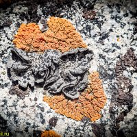 ЖИЗНЬ НА КАМНЯХ :: HART BAD