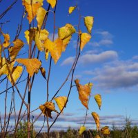 Последние листья :: Сергей Ц