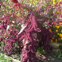 АМАРАНТ :: СЕРГЕЙ ФИЛОЧКИН