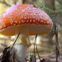 Мухомор :: Татьяна Венцель