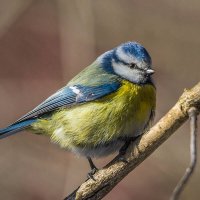 Лазоревка. :: Nik Lovec Лазоревка. :: Nik Lovec