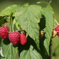 Малинка :: ZNatasha - Малинка :: ZNatasha -