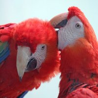 ары :: Михаил Бибичков