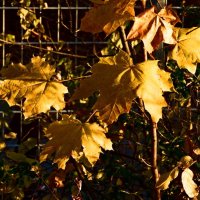 Осень 12 :: Алексей Кузнецов